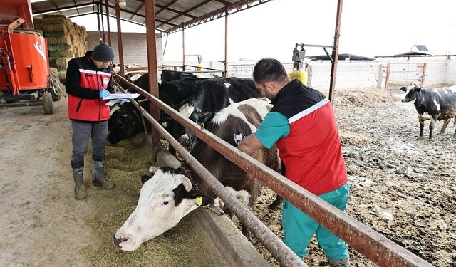 Nevşehir ve ilçelerinde şap aşılamaları sürüyor
