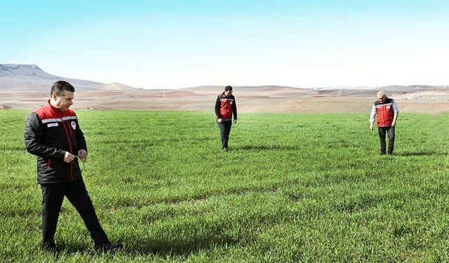 Nevşehir’de Tarla Faresi Kontrolleri Tamamlandı