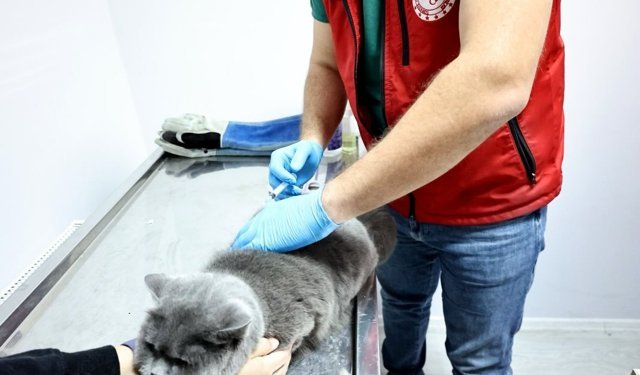 Nevşehir'de Çipsiz ve Aşısız Evcil Hayvan Kalmasın!