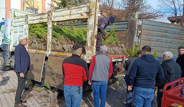 Çat’ta Vatandaşlara Ücretsiz Çam Fidanı Dağıtıldı