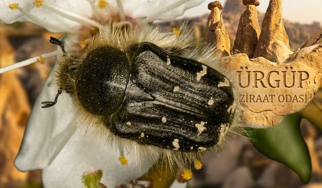 Ürgüp Ziraat Odası’ndan Çiçek Böceği Uyarısı