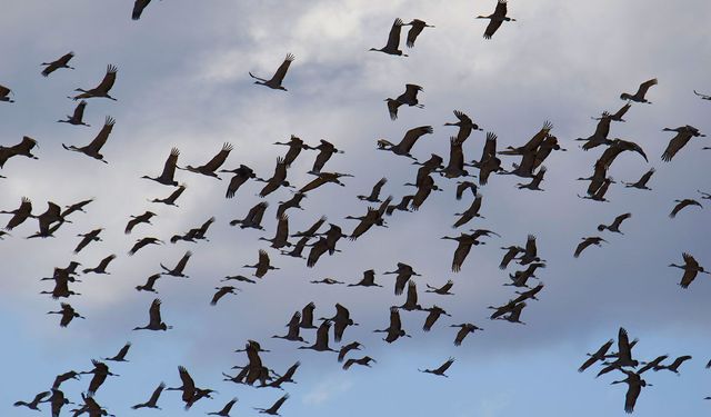 Nevşehir Semaları Turna Sürüsüyle Renklendi