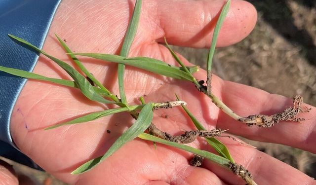 Nevşehir’de Tarımda Gözlem Zamanı