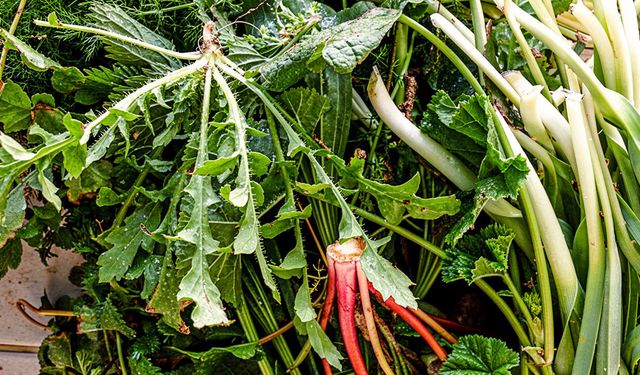 Nevşehir’de sofralar şifalı otlarla şenleniyor