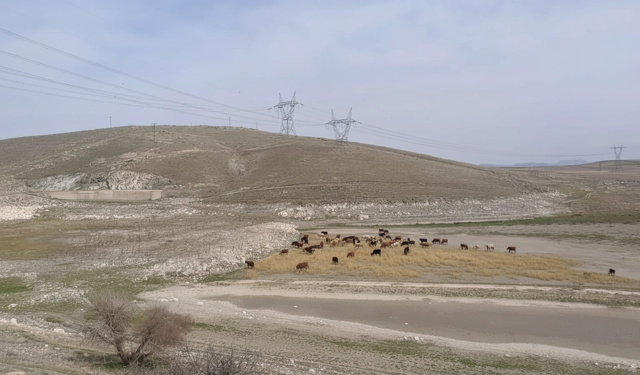 Kuruyan Yalıntaş göleti'nde hayvanlar otluyor