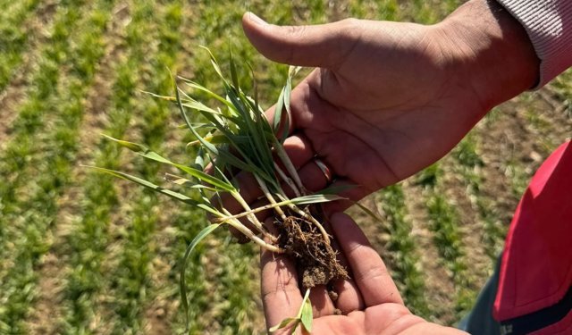 Nevşehir’de Fenolojik Gözlem Çalışmaları