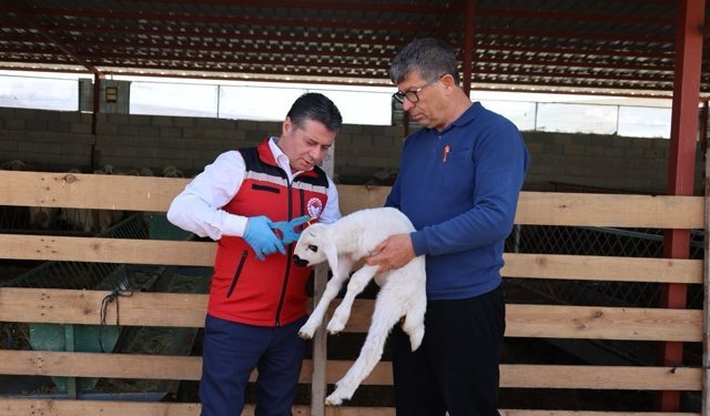 Nevşehir’de Küpeleme ve Aşılama Çalışmaları