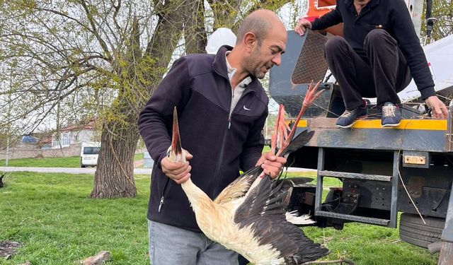 Nevşehir Üçkuyu Köyü’nde Ayağı Ağaca Takılan Leylek Kurtarıldı