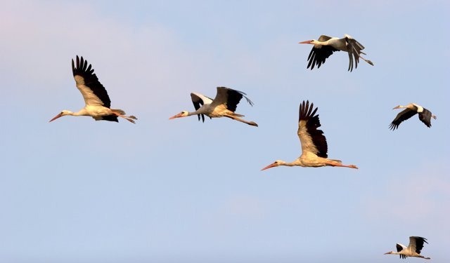 Leylek sürüsü Ürgüp’te böyle görüntülendi