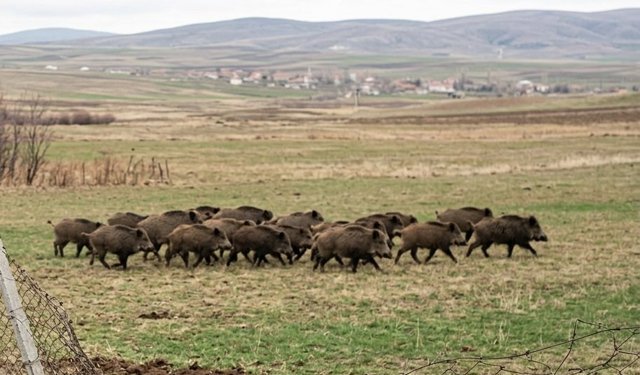 Kozaklı'da yaban domuz sürüsü: Çiftçiler tedirgin