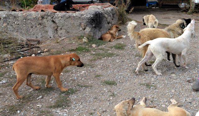 Nevşehir’de sahipsiz köpekler barınağa götürüldü