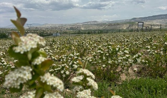 Avanos’ta Aronya Bahçeleri Çiçek Açtı