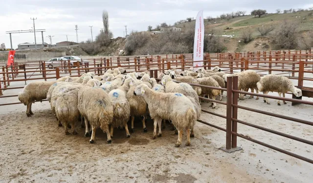 Nevşehir’de %50 Hibeli Koç Desteği Başladı