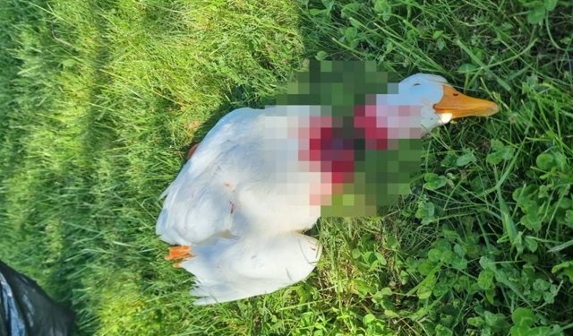 Avanos’ta Kazlara Yönelik Saldırı Tepki Çekti