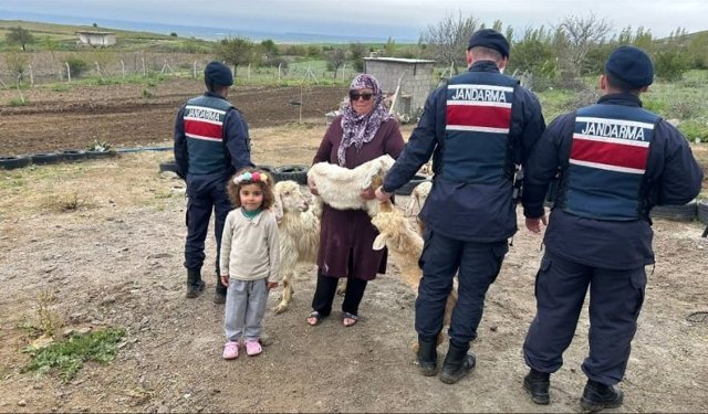 Nevşehir’de Kayıp Keçileri Jandarma Buldu