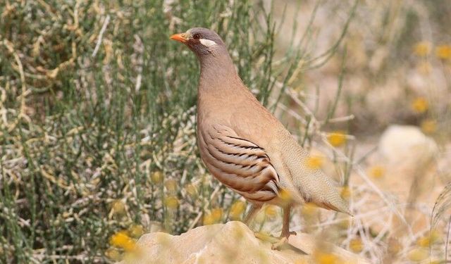 Nevşehir’de Kum Kekliği ve Çil Kekliği Avı Yasaklandı