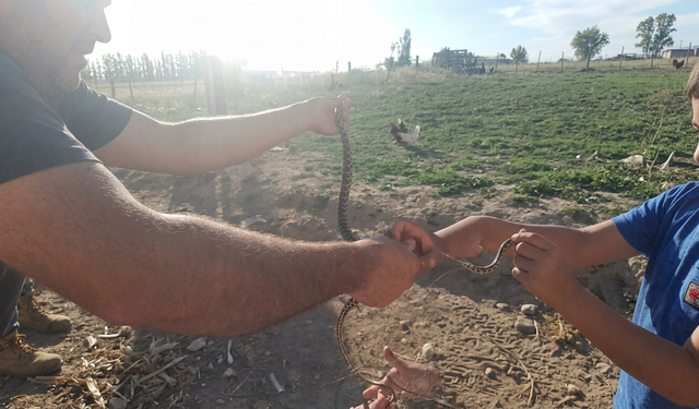 Nevşehir'de Çıplak Elle Yakalanan Yılan Doğaya Bırakıldı