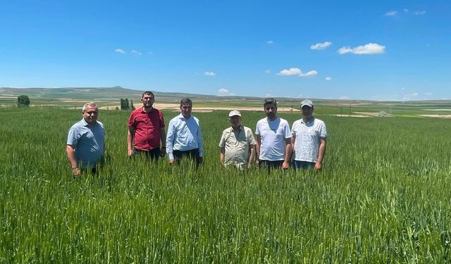 Nevşehir’de Süne Nimf Mücadelesi Çalışmaları Sürüyor