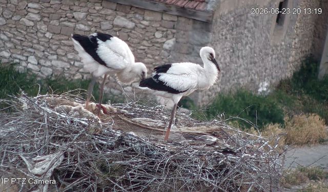 Gurbet ve Garip’in Yavruları Büyüdü