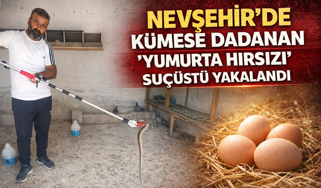 Nevşehir'de kümese dadanan 'yumurta hırsızı' suçüstü yakalandı