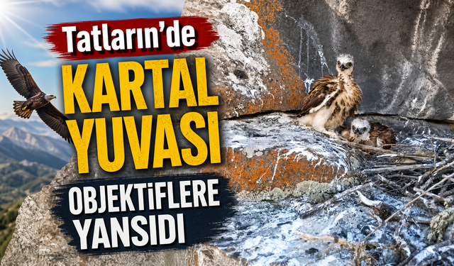 Nevşehir'de Kaya Kartalı Yavruları Görüntülendi