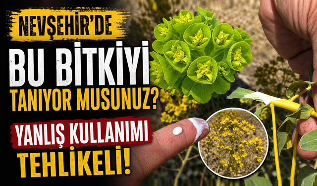 Nevşehir'de Bu Bitkiyi Tanıyor Musunuz?