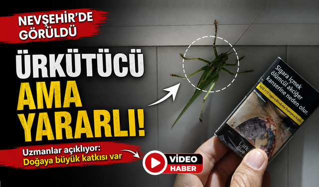 Ürgüp'te Eve Giren Dev Yeşil Çekirge Kamerada!