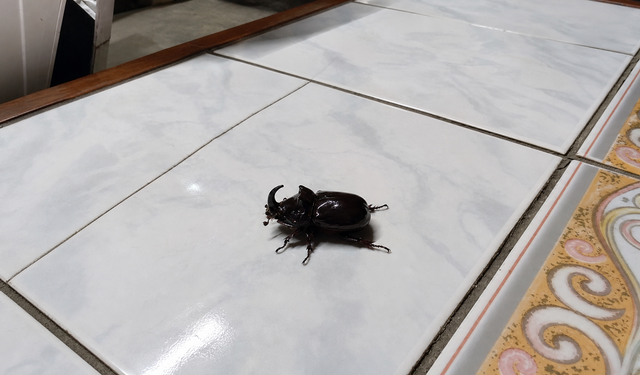 Nevşehir'de dünyanın en güçlü böceği görüldü!