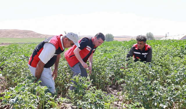 Nevşehir Patatesinde Sezon Takibi Sürüyor