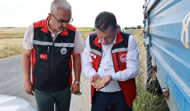 Gülşehir'de Arpa Hasadı Başladı