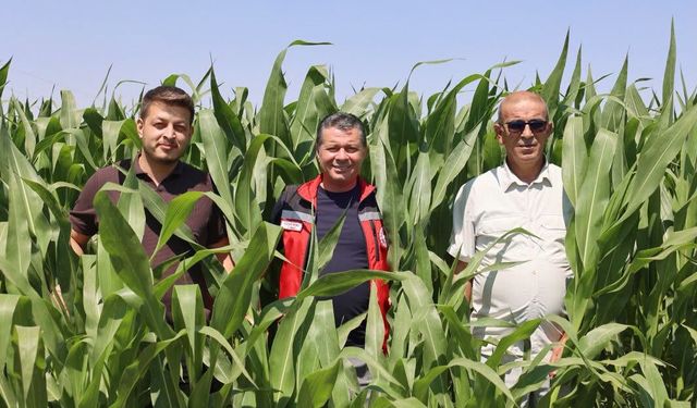 Nevşehir'de Mısır Üretimi Yerinde İncelendi