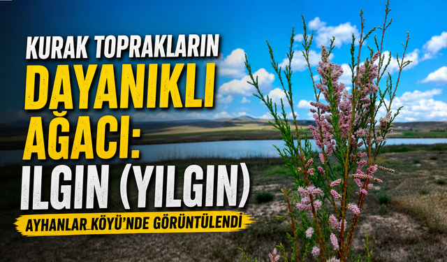 Avanos'ta Görüntülendi: İşte Yılgın Ağacının Bilinmeyenleri