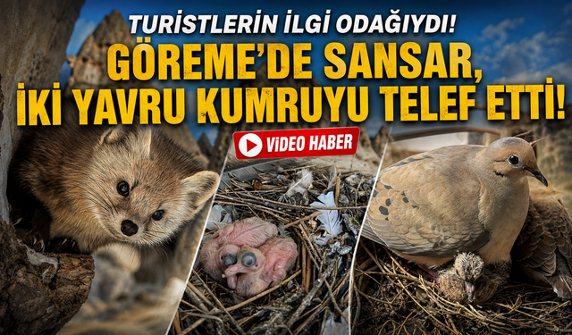 Göreme’de sansar iki yavru kumruyu telef etti