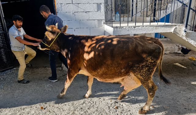 Acıgöl'de aileye inek ve iki dana hibe edildi