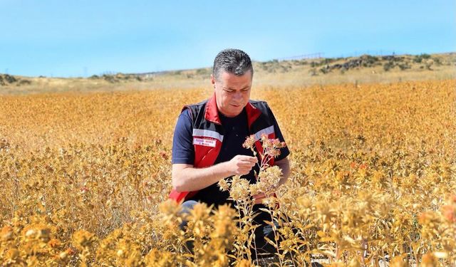 Nevşehir’de Aspir Hasadı Gerçekleştirildi
