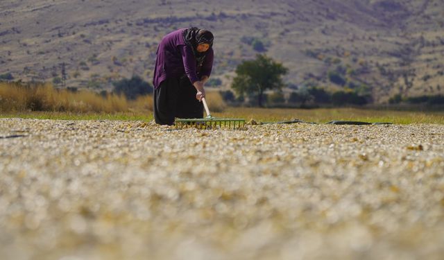 Nevşehir’de Tarlalar Sarıya Büründü!