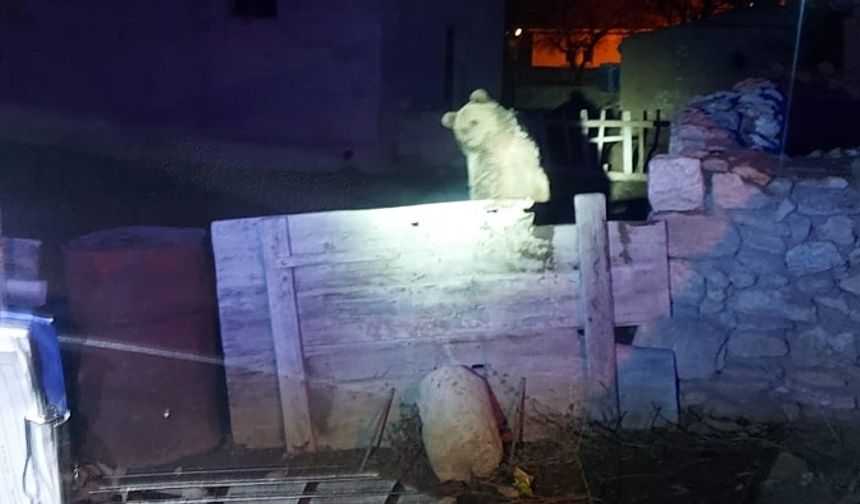 Nevşehir'in Akpınar köyünde görülen ayı doğaya salındı