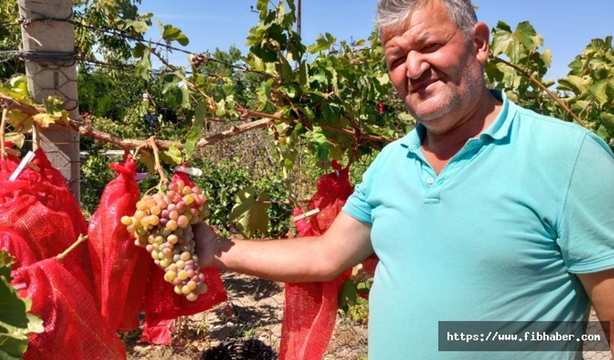 Nevşehir üzümünü Türkiye’ye tanıtıyor