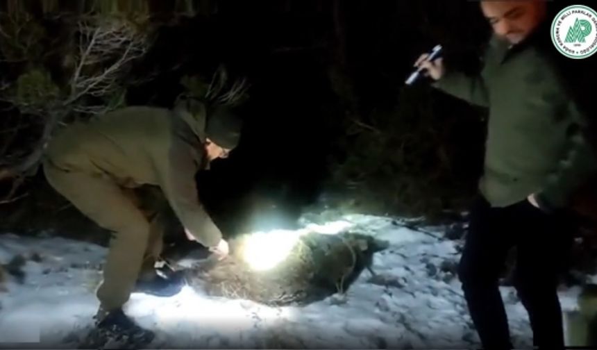 Nevşehir'de yolunu kaybeden ayı doğaya bırakıldı