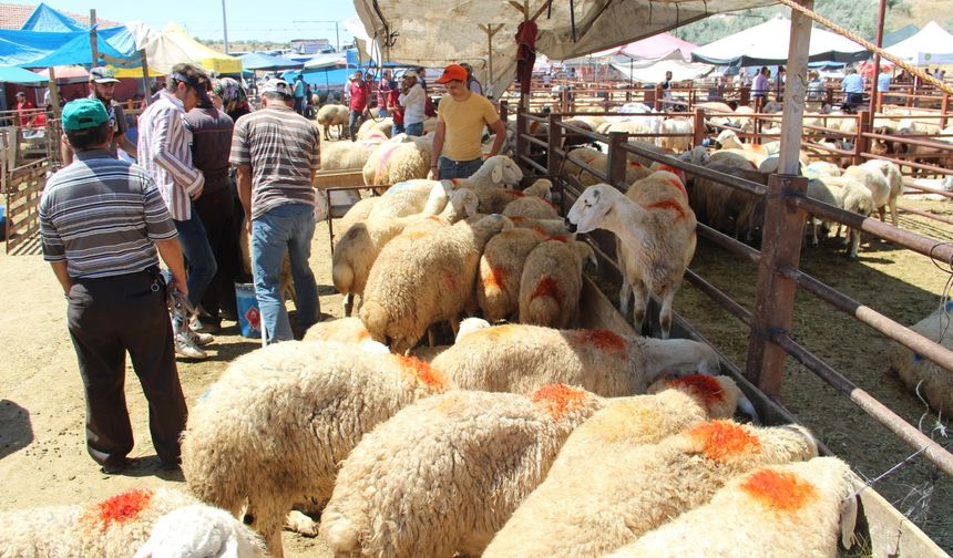 Nevşehir Hayvan Pazarı geçici olarak kapatıldı!