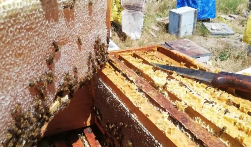 İşte Kapadokya balının inanılmaz mucizevi faydaları