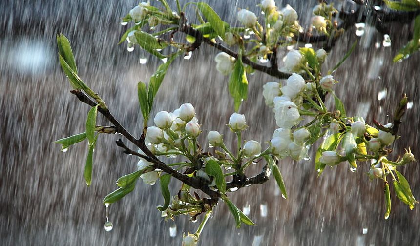 Nisan yağmuru Nevşehirli çiftçilere 'deva' olacak