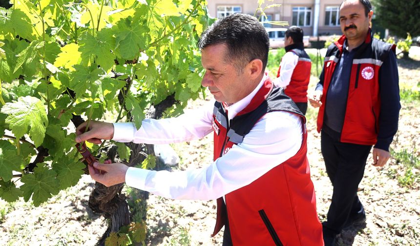 Nevşehir'de üzüm üreticilerine feromon tuzaklama dağıtıldı