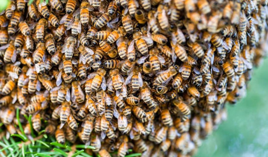 Nevşehir'de ağaca oğul veren arılar korkuttu