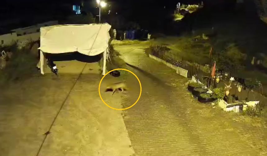 Nevşehir Bahçeli'de köye inen kurt, güvenlik kamerasında