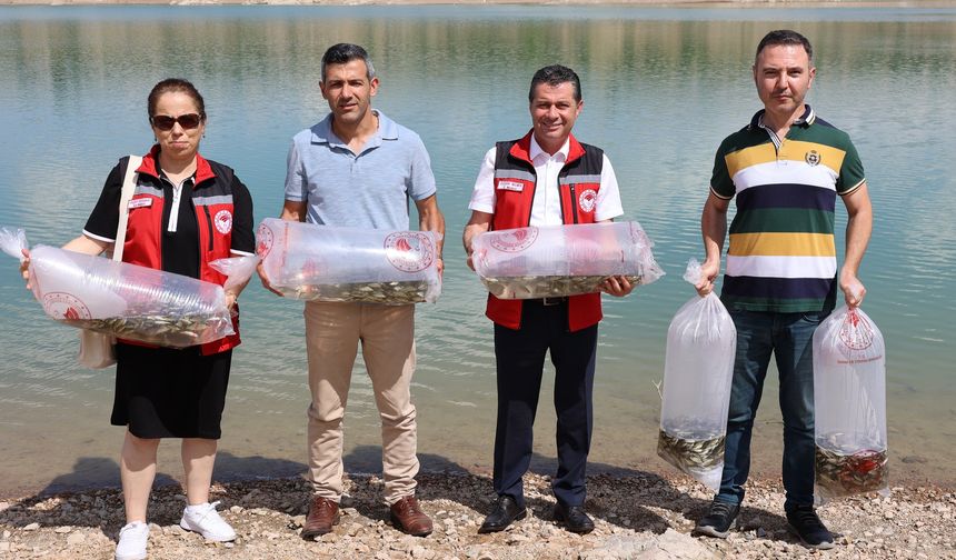 Nevşehir'de göl ve göletlere 720 bin yavru sazan bırakıldı