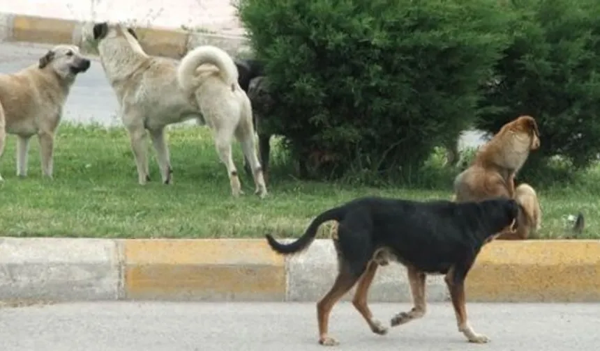 Nevşehir’de sokak hayvanları için oturma eylemi başlıyor!