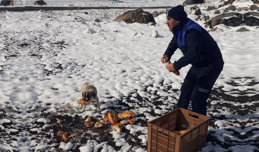 Tatlarin Belediyesi sokak hayvanlarını unutmadı