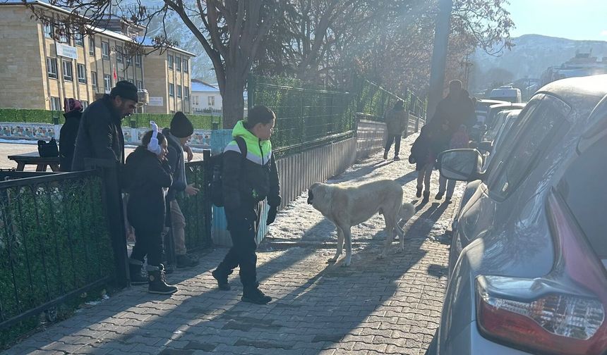 Ürgüp'te sokak köpekleri bir öğrenciye saldırdı