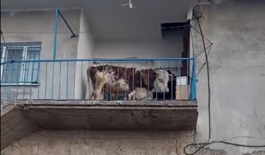 Nevşehir Karapınar'daki balkonda davetsiz misafir!..